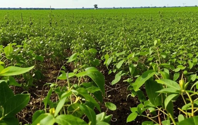    Фото: Медведева Анна, AgroXXI.ru