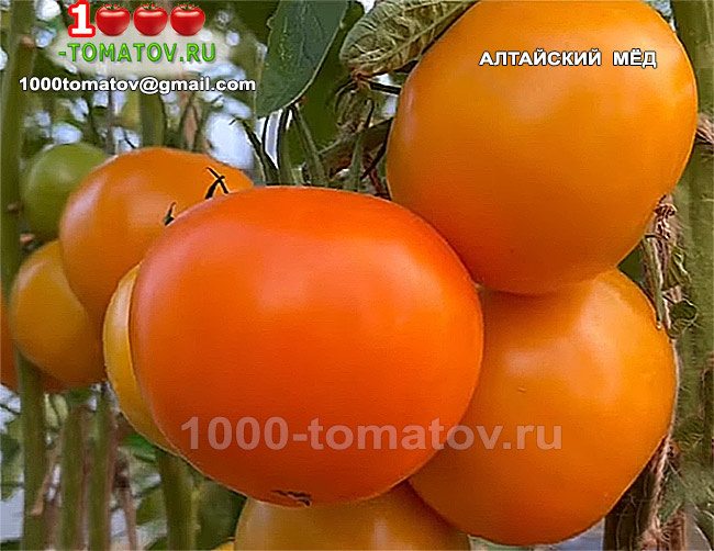 Томат Алтайский мёд фото 1