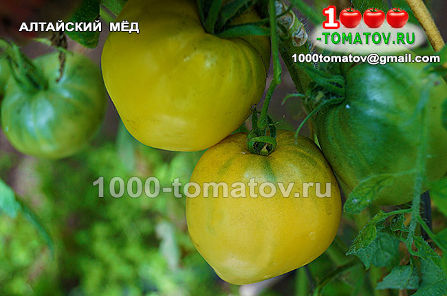 Томат Алтайский мёд фото 2