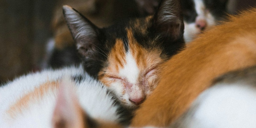 Спасение после трагедии: судьба кошек, оставшихся одних в красноярской квартире