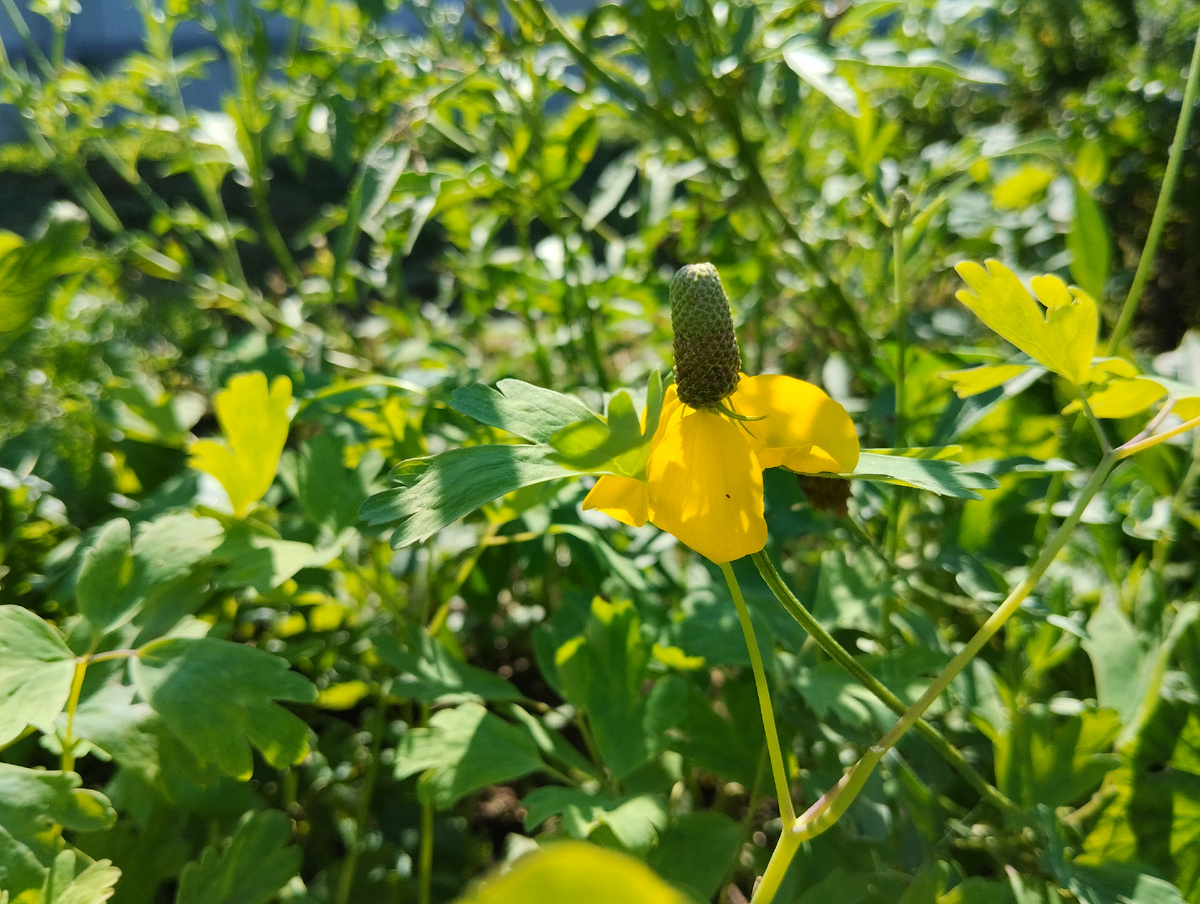 Ратибида колоновидная