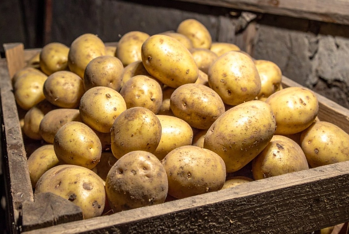 Как сохранить картофель свежим до весны: секреты и ошибки, о которых молчат дачники