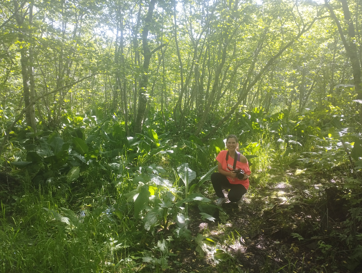 Лизихитон в июле. Остались только листья.