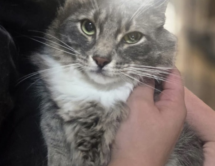 Льнет к рукам. Крупный котик в добрые руки
