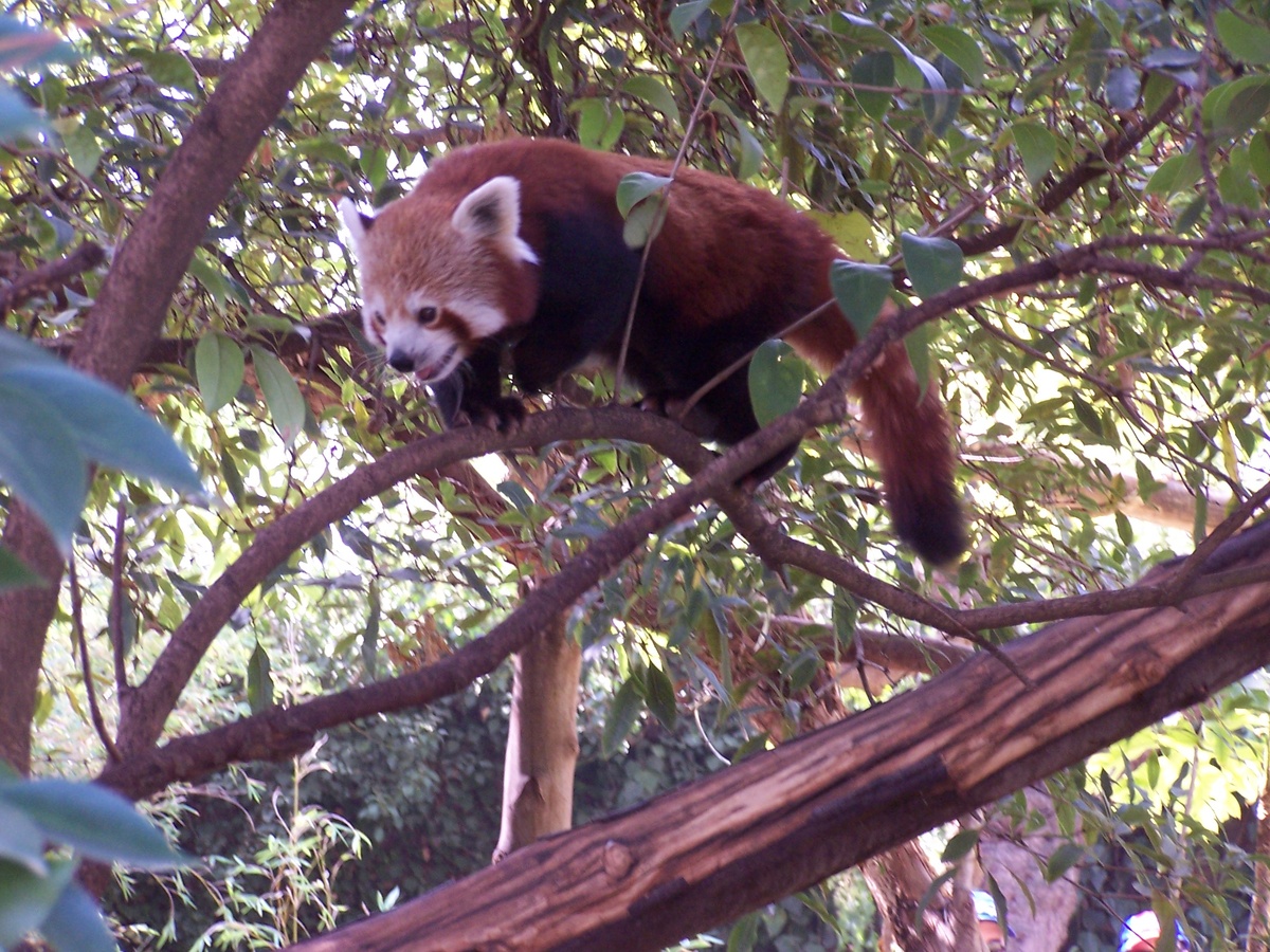 Краская панда. Фото автора 