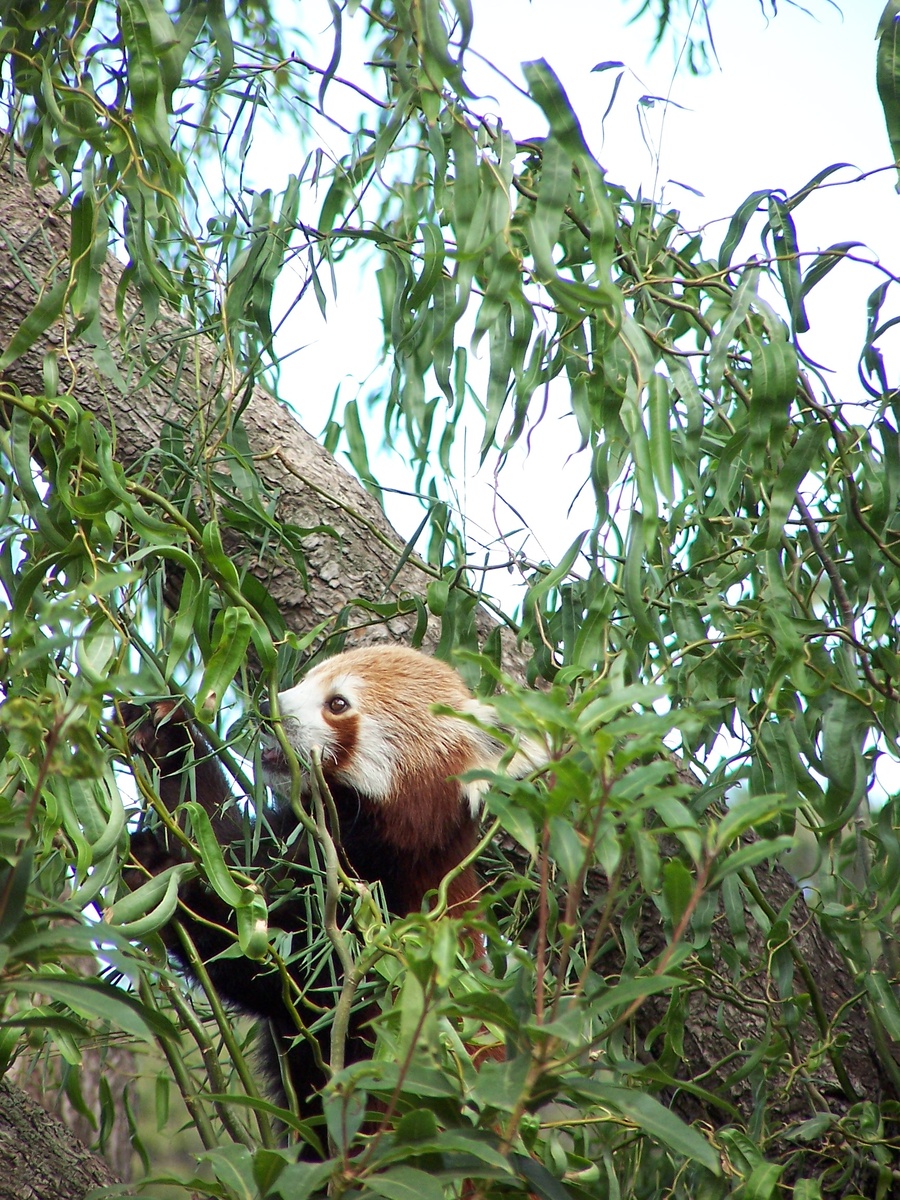 Красная панда. Фото автора 