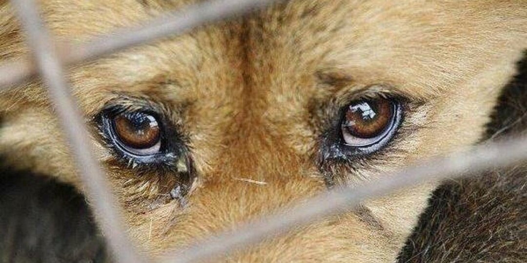 Изъятие питомцев за жестокое обращение: новый закон в России