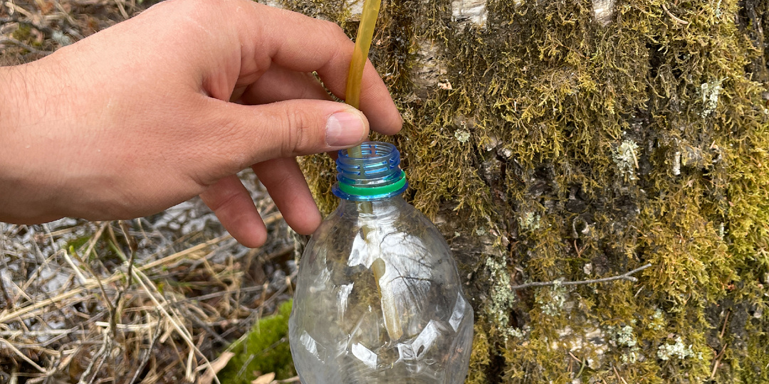Возвращение в деревню весной. Рецепт кваса на березовом соке.