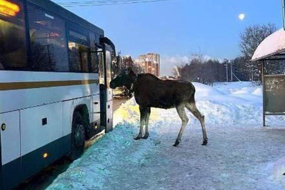    Фото: Кадр видео, источник: t.me/gibdd50mo