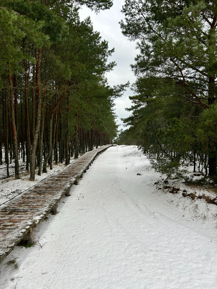 Куршская коса (фото автора)