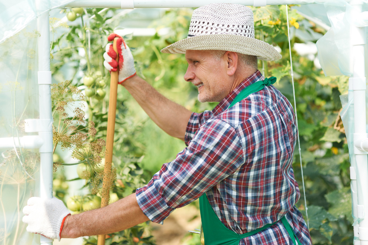 Светостабилизированная пленка обладет светло - зеленым цветом.