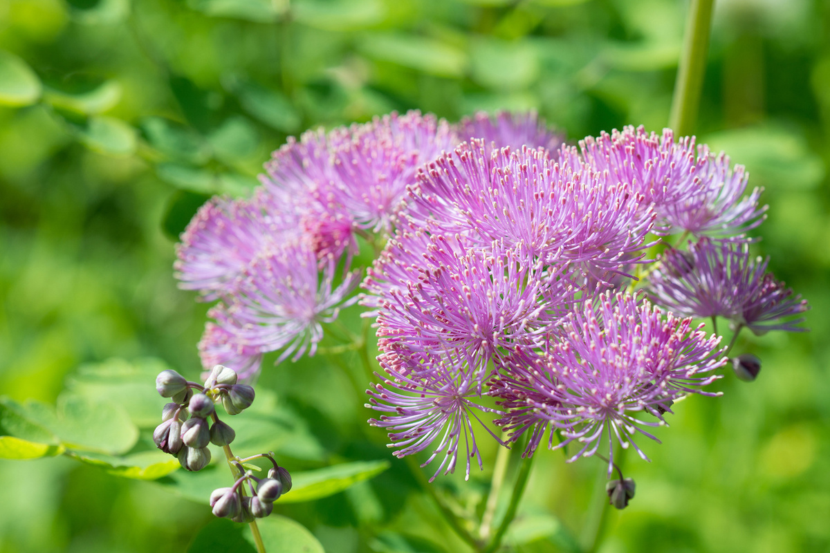    Василистник водосборолистный. Полностью распустившееся соцветие