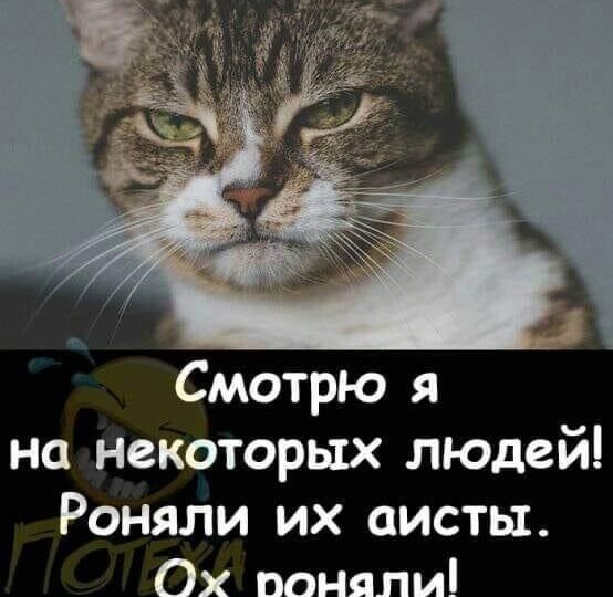 Котомемы новая порция позитива