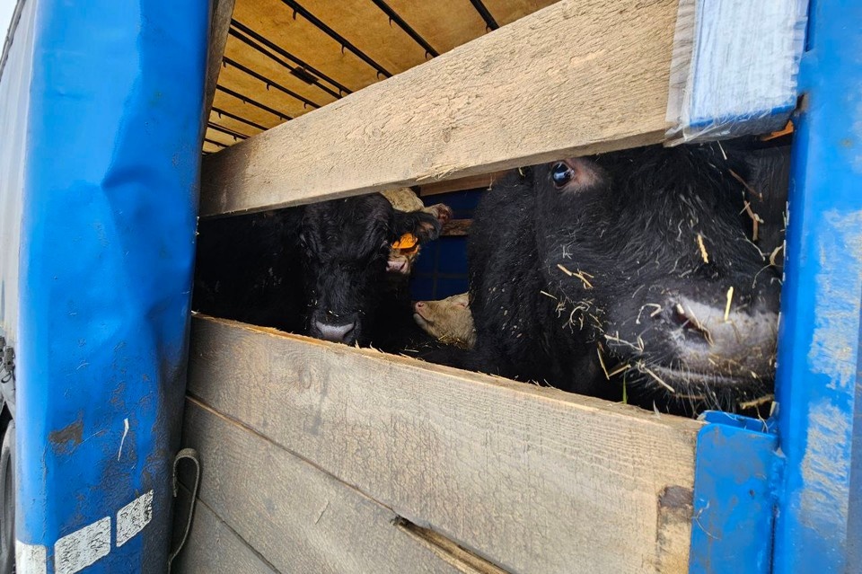    Перевозчик был привлечен к административной ответственности. Фото: Россельхознадзор