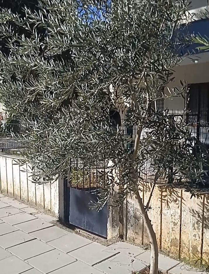 Один из домов