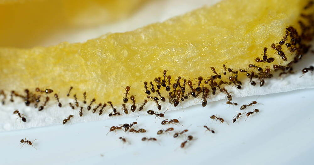 Почему средство от муравьев не сработало? 7 роковых ошибок