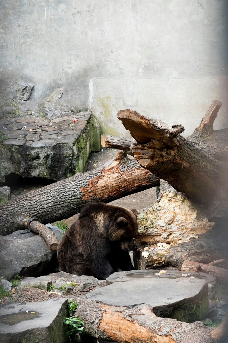    Гималайские медведи — обитатели барнаульского зоопарка «Лесная сказка». Фото несет иллюстративный характер