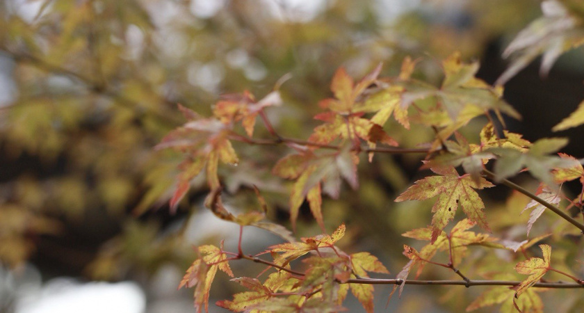    Первый городской канал Калининград