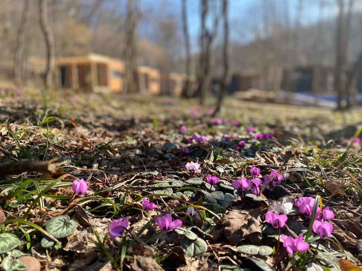 Полянка цикломенов