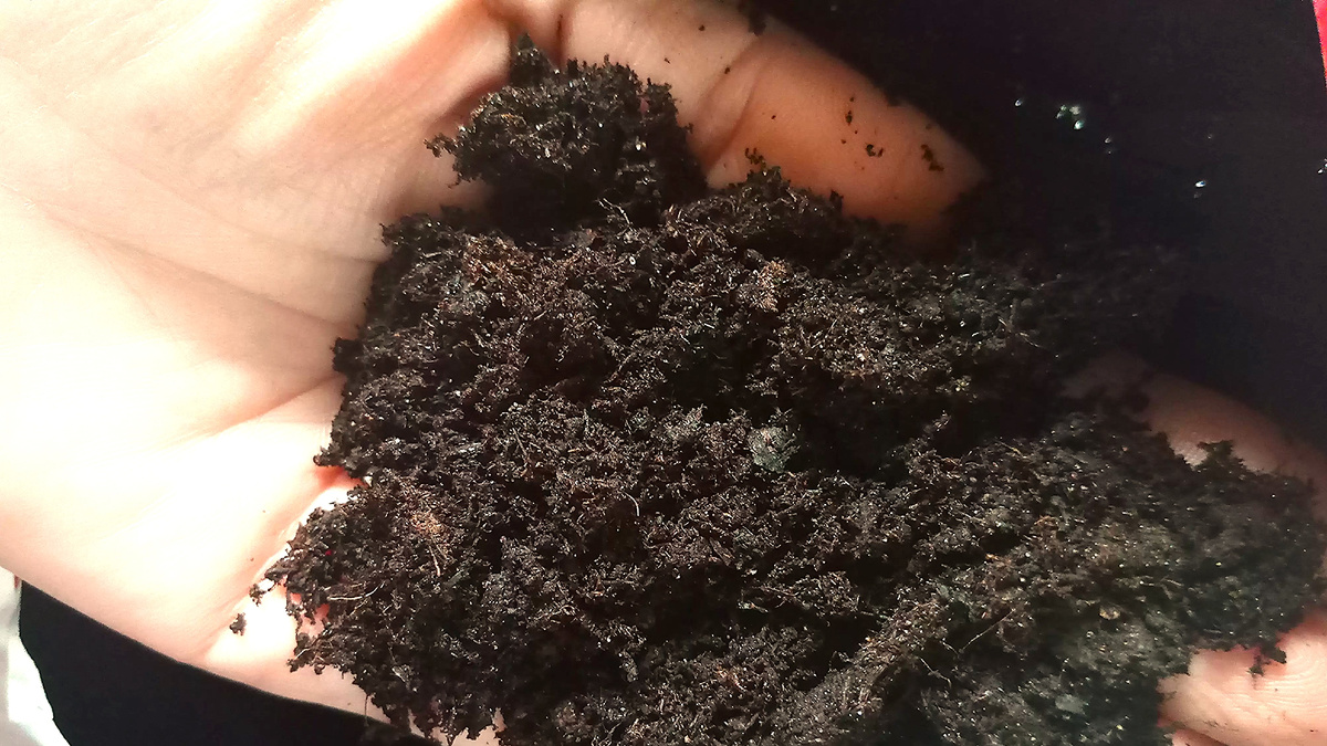 грунт для рассады цветов