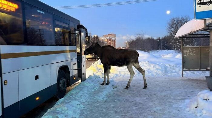 Обложка © Telegram/ Госавтоинспекция России