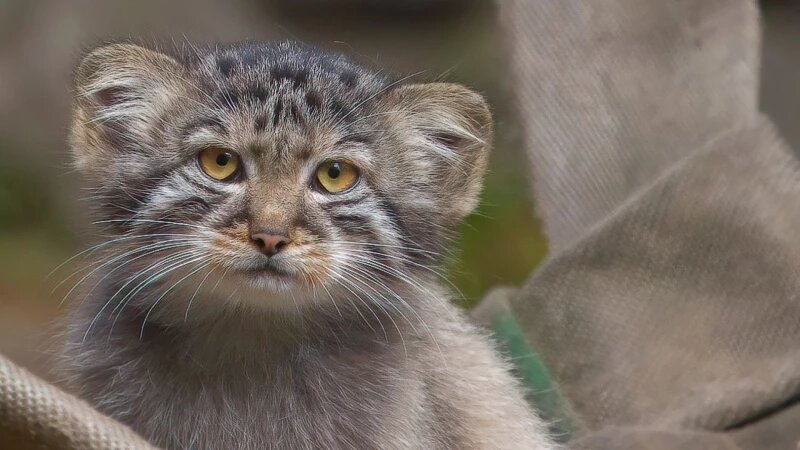     Манулы в Новосибирском зоопарке. Новосибирский зоопарк, vk.com/novosibirsk_zoo
