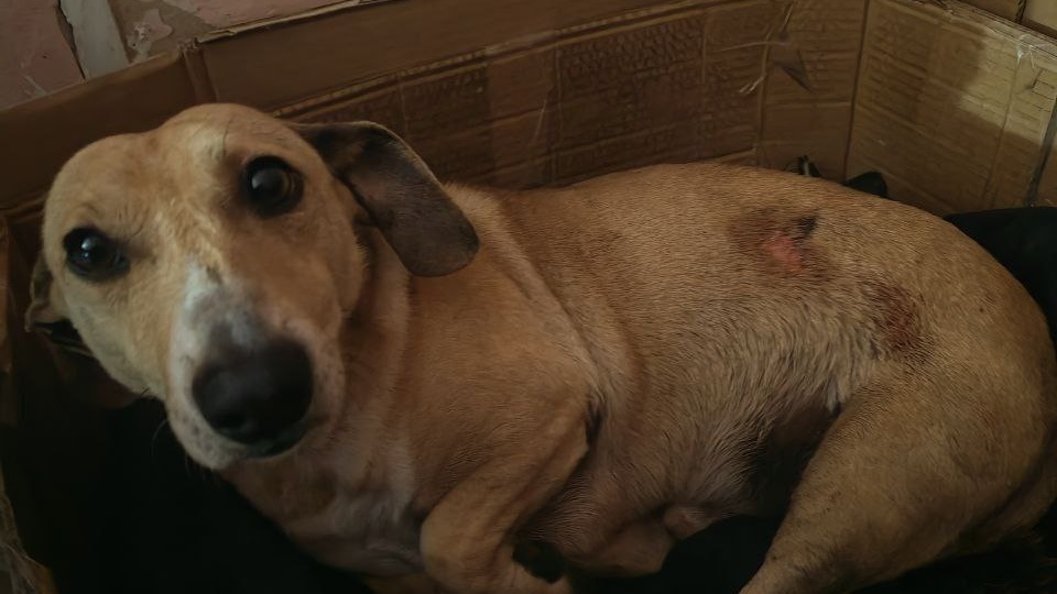 Инвалид в картонной коробке. Такса Боцман