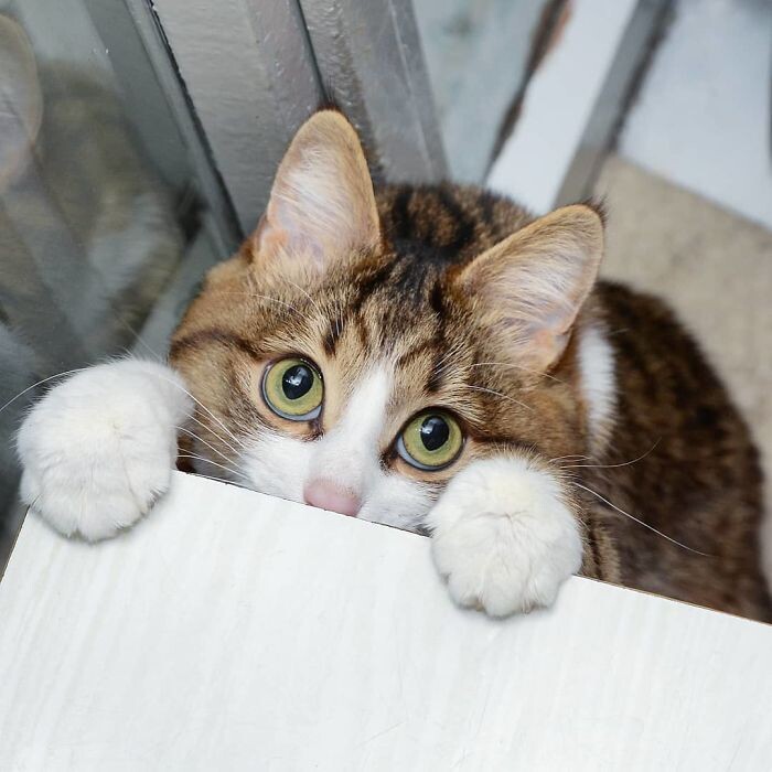 -Пакет на меня сам напал!