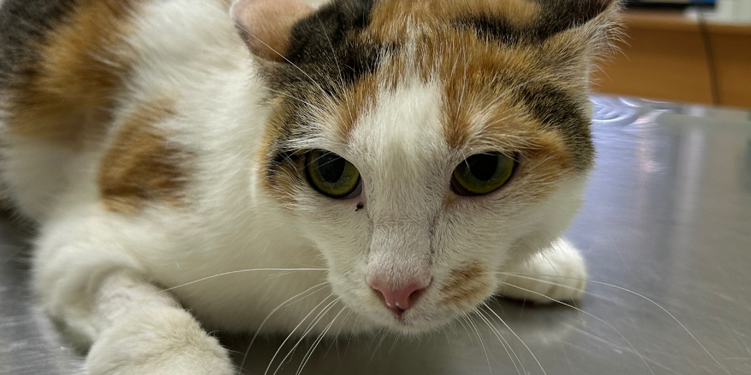 Гизе всего год и у нее онкология - лимфома