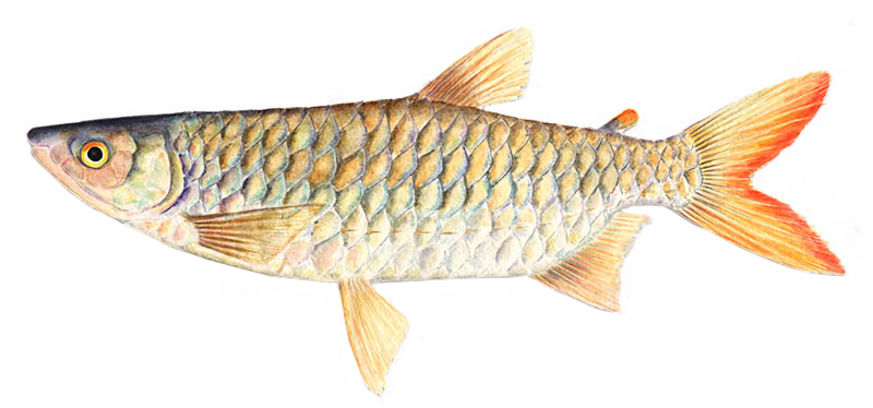 Brycinus macrolepidotus
