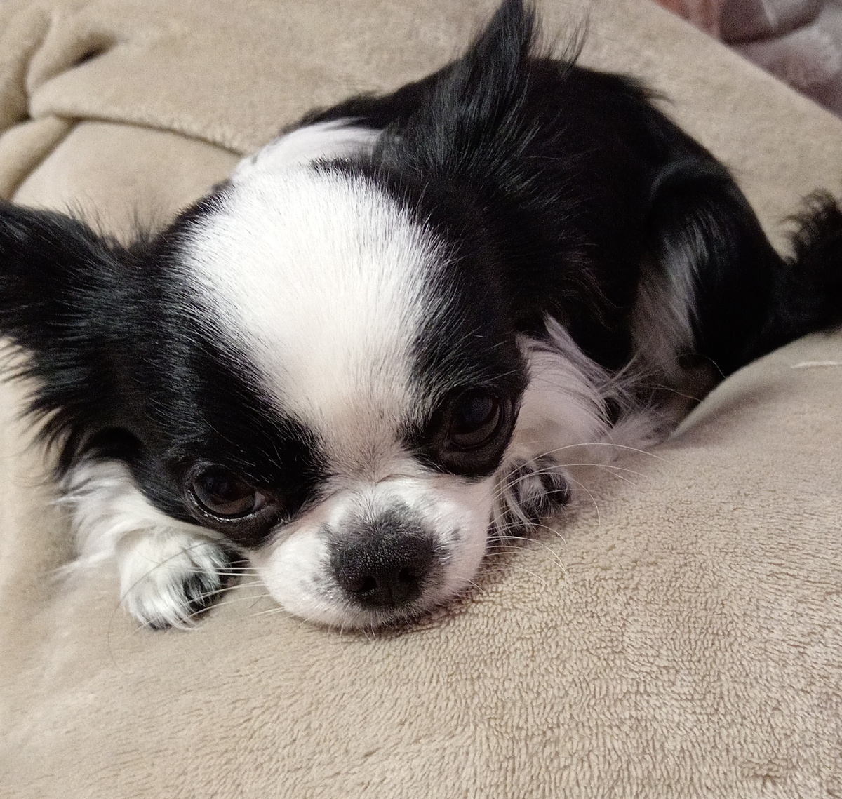 Самый грустный взгляд.