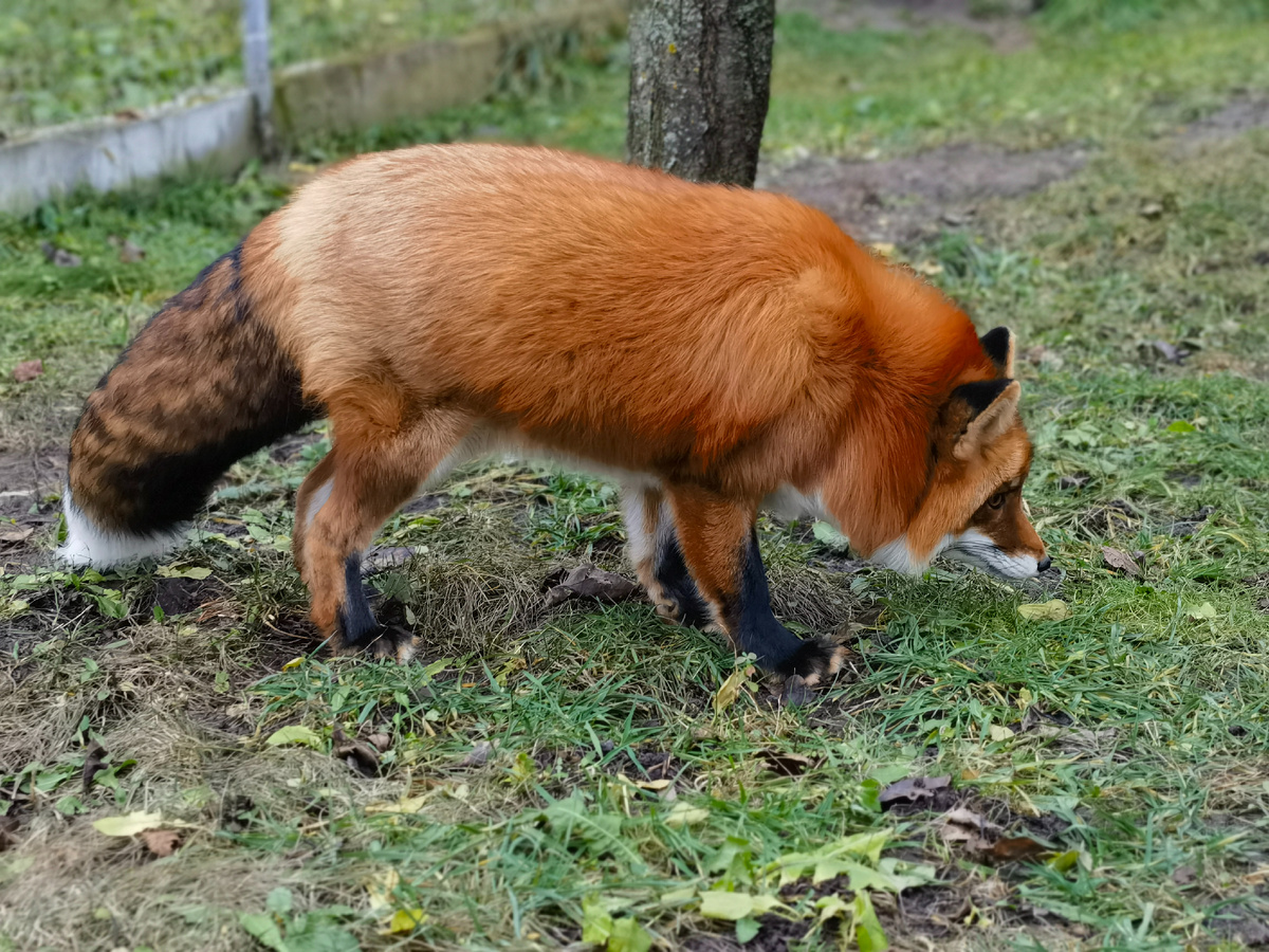 Лиса Фокси, 2 декабря 2025 года