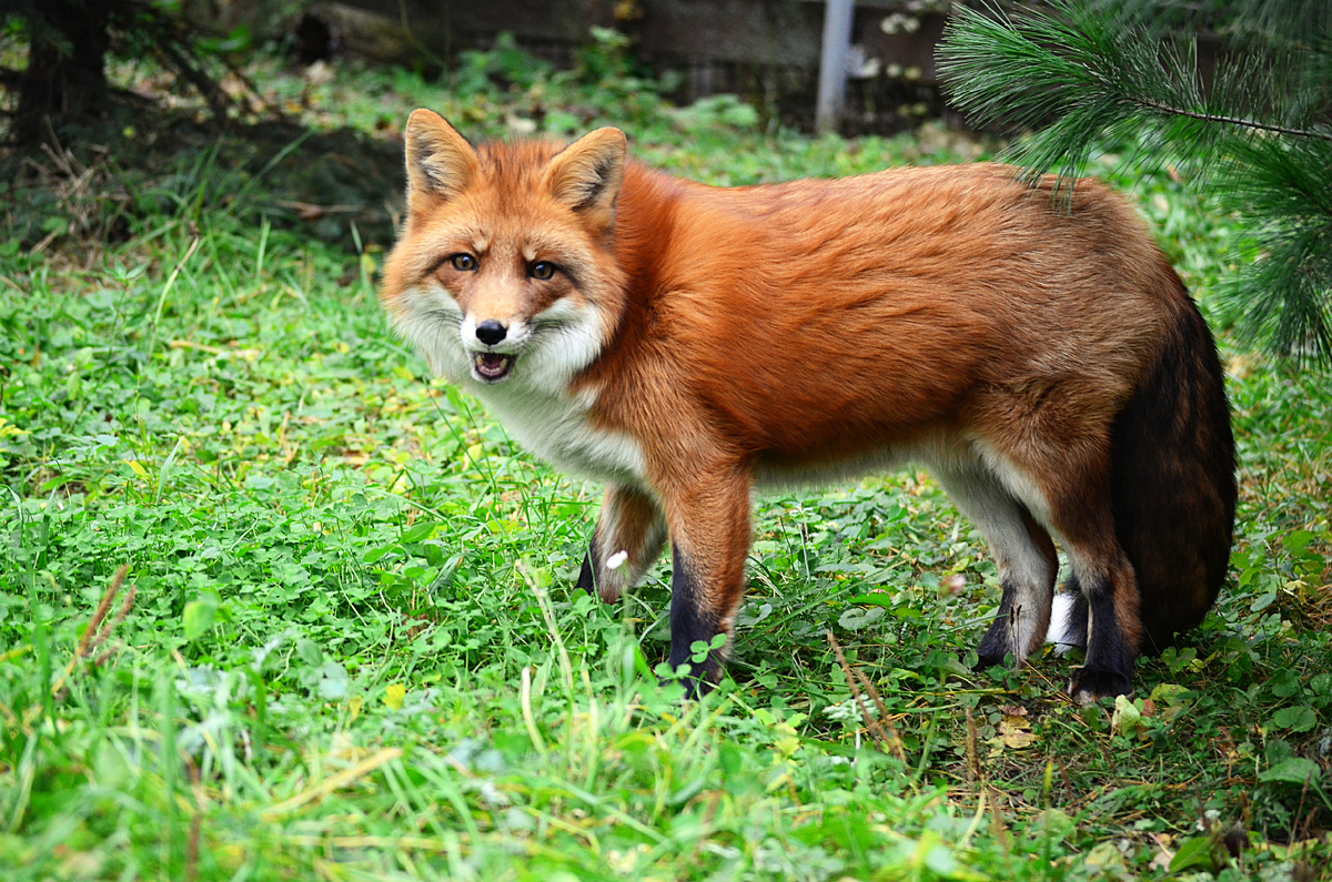 Лиса Фокси, 18 октября 2025 года