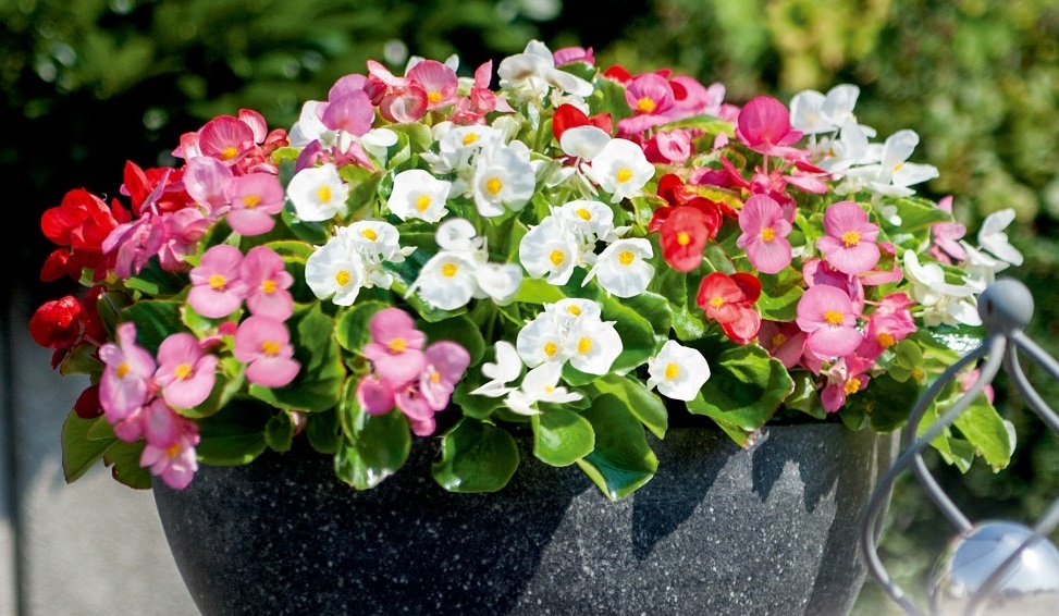 Бегония вечноцветущая