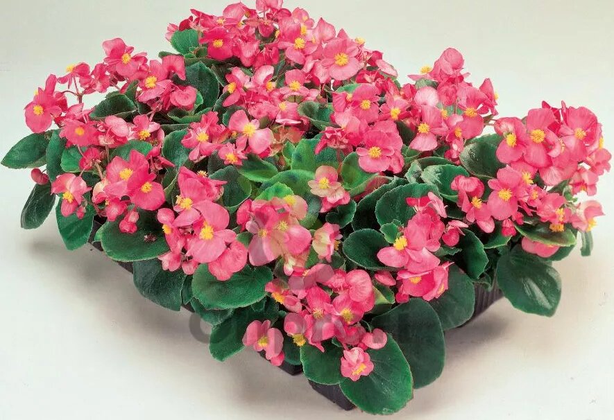 Амбассадор