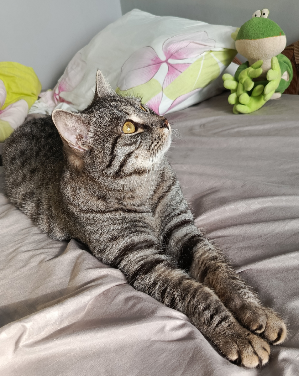 Кот Серый. Фото автора