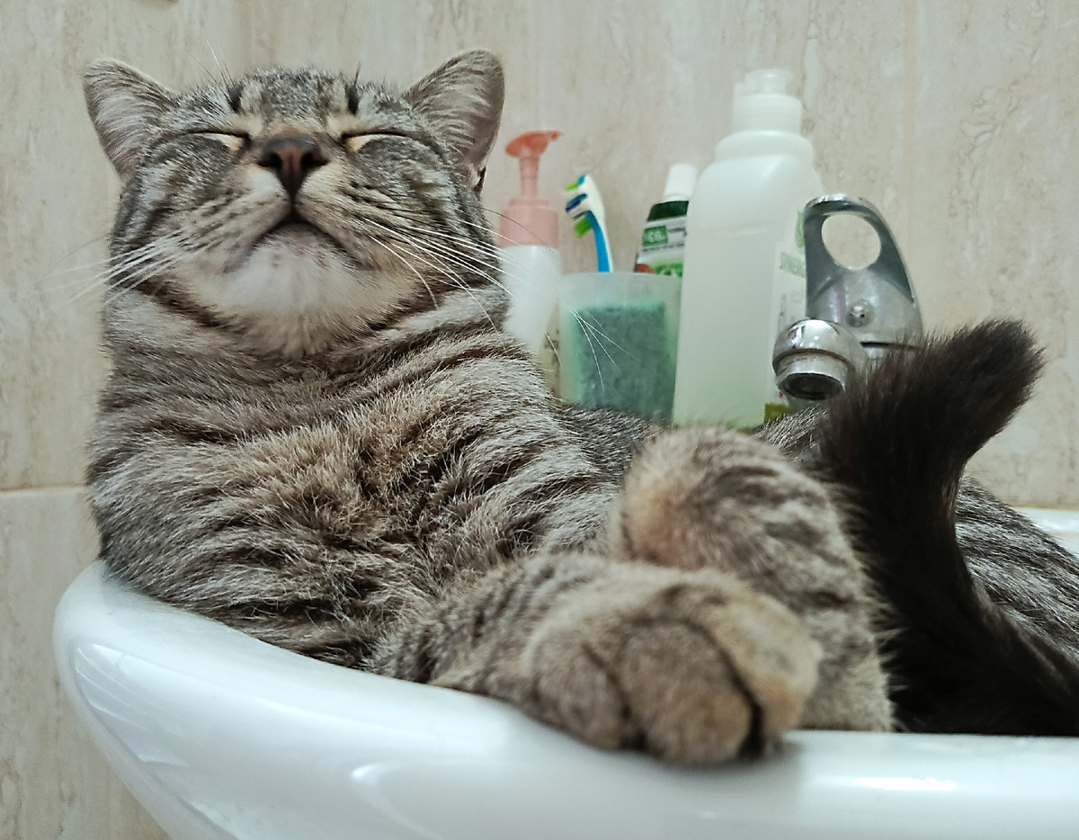 Кот Серый. Фото автора