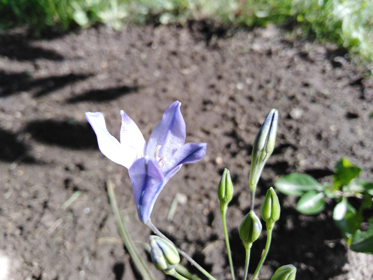 трителейя рыхлая 'Queen Fabiola'