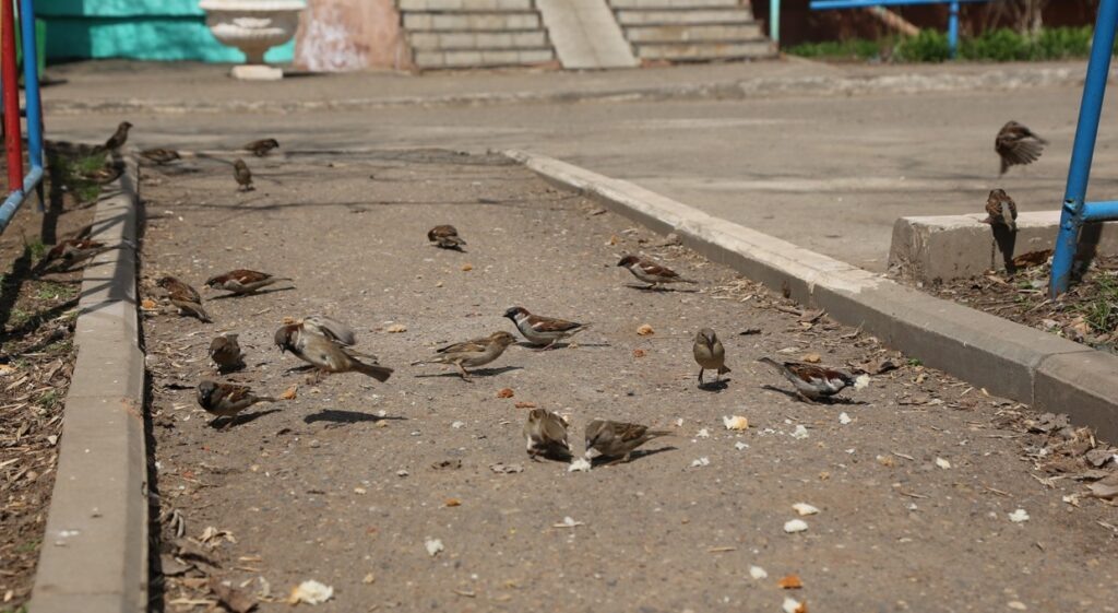    Воробьев легче считать в феврале на кустах. Автор фото: Наталья Русинова