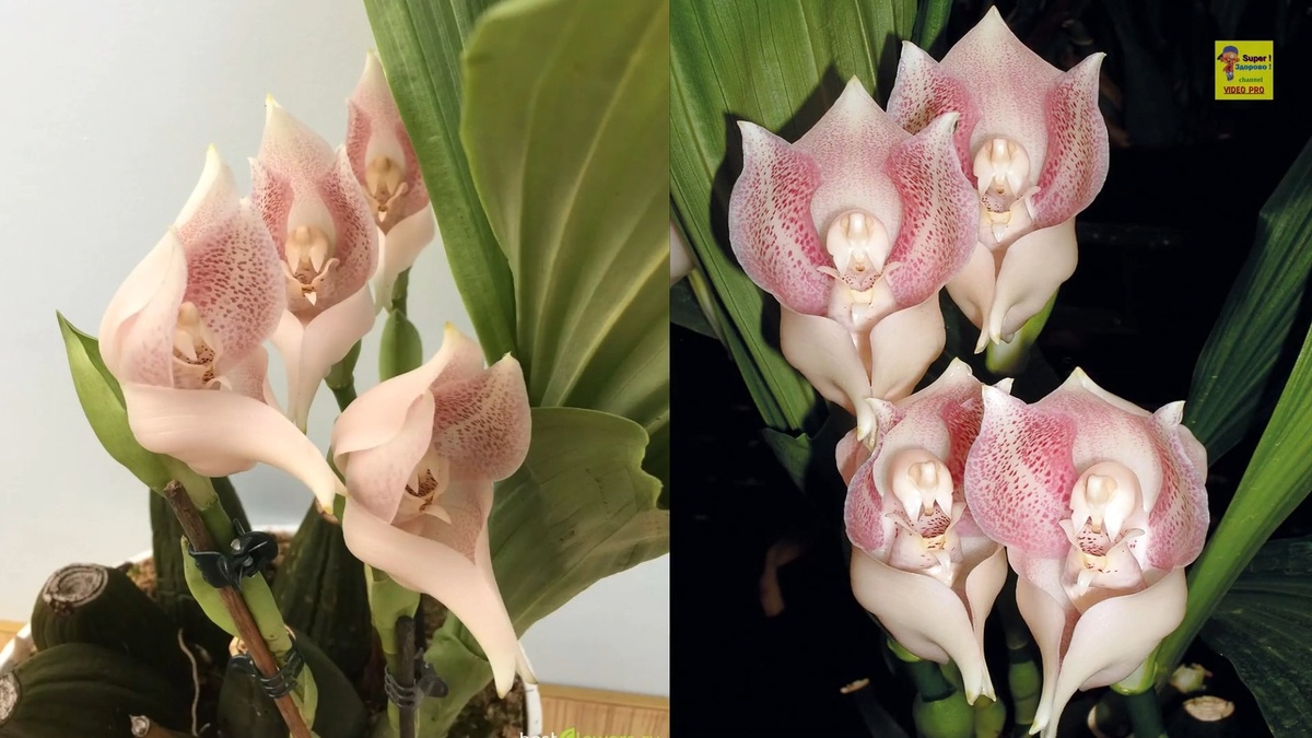 Потрясающе красивые цветы