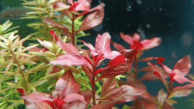 Людвигия перуанская 