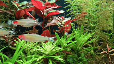 Родостомус в травнике 