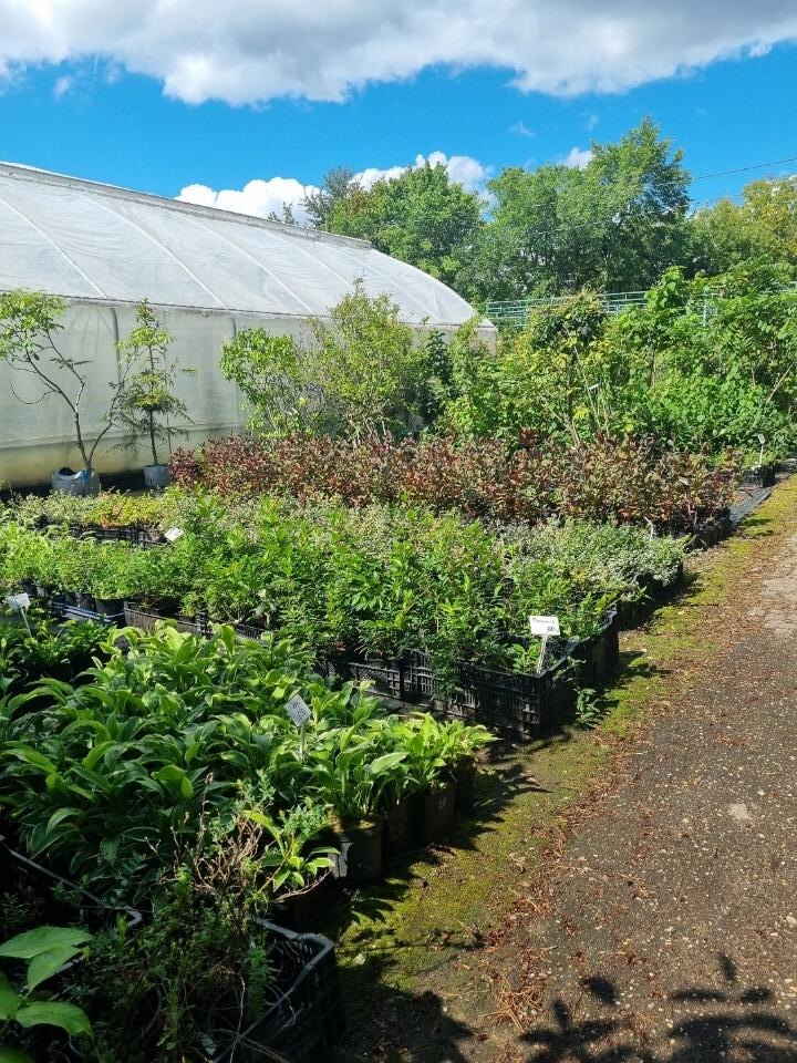 Саженцы с закрытой корневой системой очень популярны 