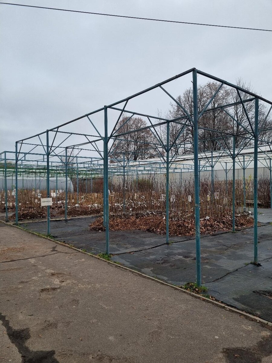 Зимняя покупка саженцев — всегда риски