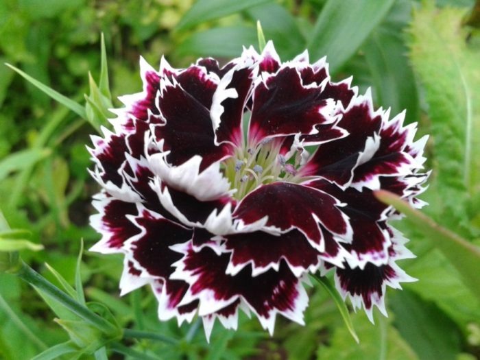 гвоздика Геддевига