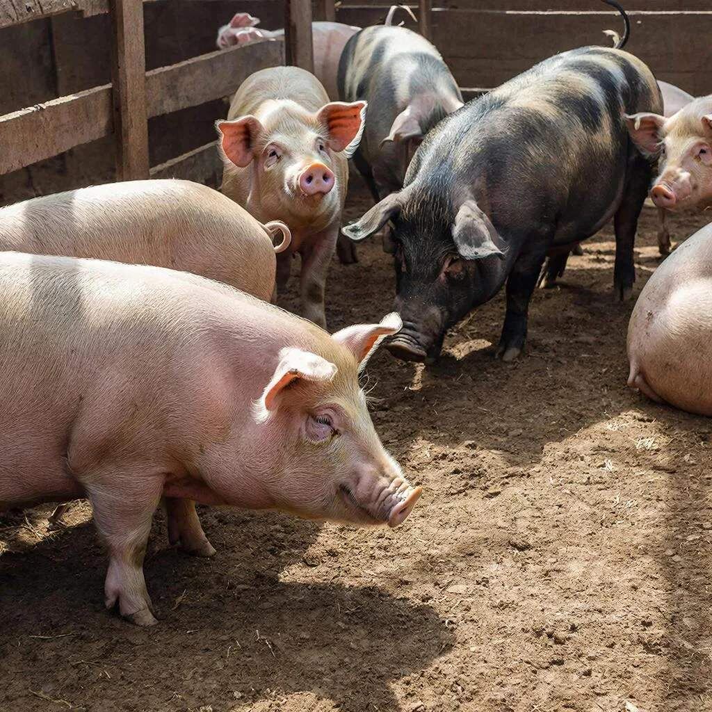    Фото пресс-службы "Мираторг"