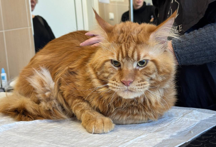 фото: @gosvetsluzhbalo