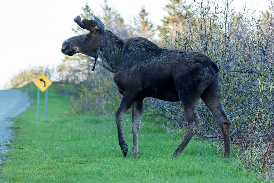    В последние дни соцсети заполонили фото и видео лосей, которые, как будто сговорились, и в одночасье решили «выйти в люди». GLOBAL LOOK PRESS