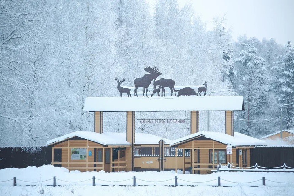   Подкормочная площадка на Лосиной биостанции. Фото предоставлены нацпарком «Лосиный остров»