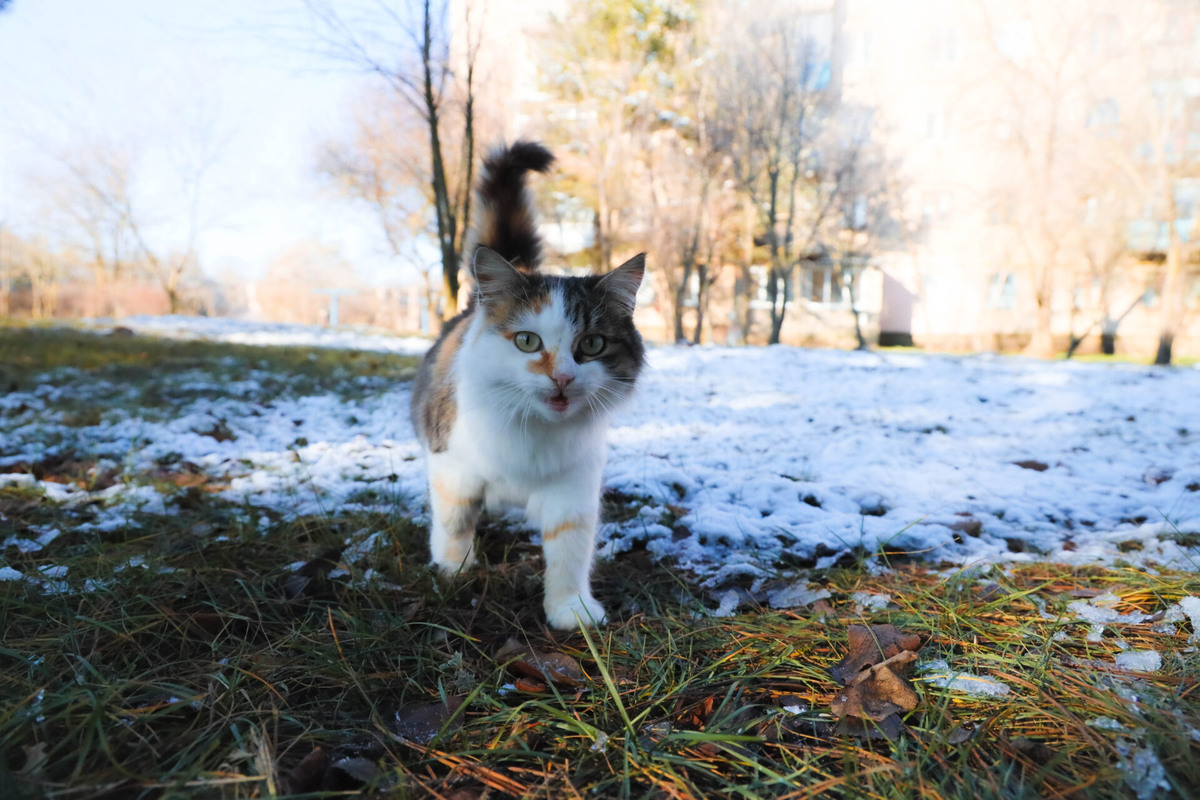    Фото: ТРК Таврия